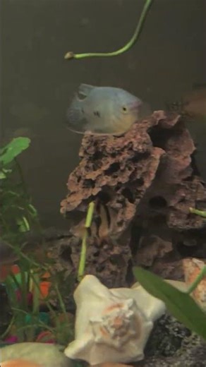 One Plant That Changed Everything for My Tank #aquarium #plantedtank #shorts