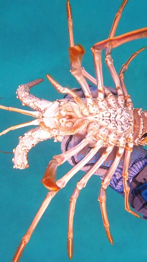 8.6K views · 134 reactions | Langosta espinosa del caribe (Panulirus argus) 咽錄 #lobster #Langosta #lobstering #pescasubmarina #fishing #lobsterseason #freediving #pesca #mexico | Eliam Fishing Mx | Facebook