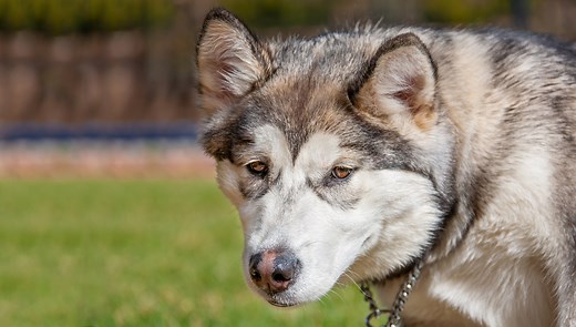 Dog Dementia: Euthanasia, Causes, and Symptoms