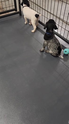 🥰😍 | Elizabeth's GSP Home of Adoption