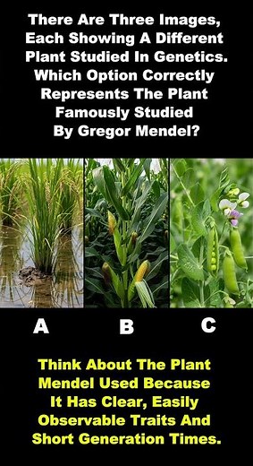 Which Plant Did Mendel Study? – Quick Biology Challenge!