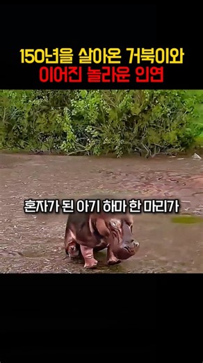 혼자가 된 새끼 하마가 만나게 된 둘도 없는 친구