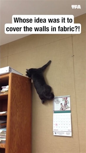Cats are always gonna cat 😻 #pets #shorts #funny