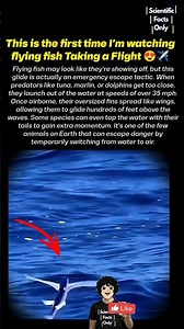 WATCH how flying fish takes a flight over sea 😃👌🏻