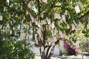 Wish Tree - Alchetron, The Free Social Encyclopedia
