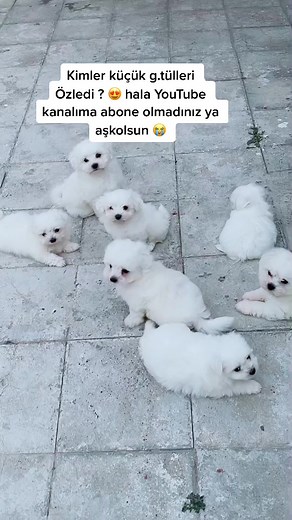 Bu zeka bir beğeniyi hakediyor 😇 (arkadaşına da gönder ) 😘 #köpek #hayvansevgisi #kedi #hayvansever #köpekeğitmeni