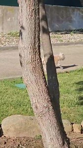 A nossa Gratidão é imensa para com todos aqueles que adoptam sem olhar a idade, raças ou outras características. A Família Moço, está entre estas pessoas queridas! "É com muito Amor que desejo que todos os bebés da APA sejam adoptados. Eu estou feliz da vida. Tenho uma familia que me ama muito. Para eles eu sou a bonequinha de porcelana, não sei bem o que significa, mas soa-me bem. Gratidão APA 🙏 " | APA- Associação de Protecção aos Animais de Torres Vedras