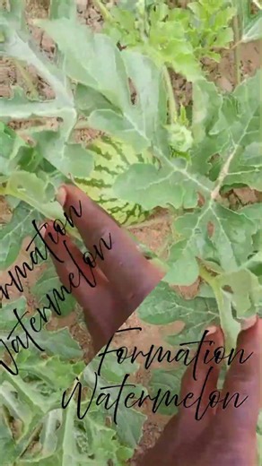 Fruit Formation in Watermelon