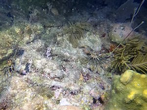 30K views · 218 reactions | Fish ID Friday is here!  We have 3 different types in the Keys, which one is this? | Rainbow Reef Dive Center | Facebook