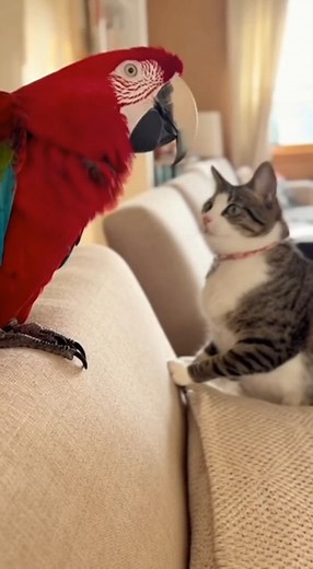 Watch as this cheeky parrot sends a cat into a fur-flying frenzy! You won't believe the cat's reaction—it's pure comedy gold! | Crazy Birds Daily