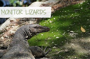 All About Monitor Lizards - Earth's Friends