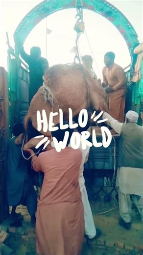 Camel Big Truck Loading #shorts #camel