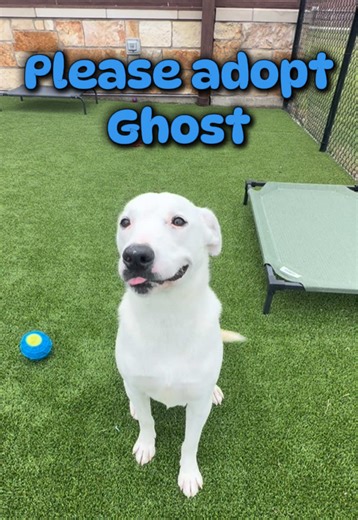 Meet Ghost 👻 Ghost is a young male pup who arrived as a stray along with his littermates (check out his sister Ivory@EmilyLovesDoggs ) He is affectionate, playful, and a bit of a goofball. He loves people and other dogs. He is a little rambunctious when he’s in his kennel, but after a few minutes he settles down and walks very well on leash. Ghost is also very smart and treat-motivated. He learned “sit” and “down” in just a few minutes! Please don’t let this sweet boy continue to grow up in a s