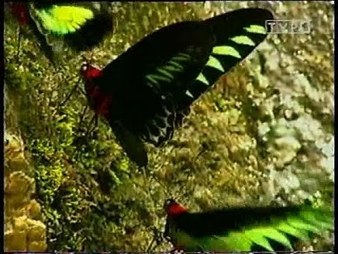 Podstępne motyle - Fascynujący świat owadów [Polski Lektor] Dokument