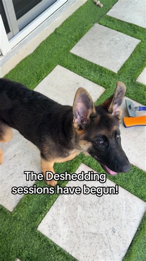 It’s begun! 🤯 My 16 week old GSD puppy coat is officially on its way out. This is just five minutes of one daily brushing & deshedding session. German Shepherd ownership isn’t casual, daily maintenance is part of the job. #germanshepherd #gsd #puppy