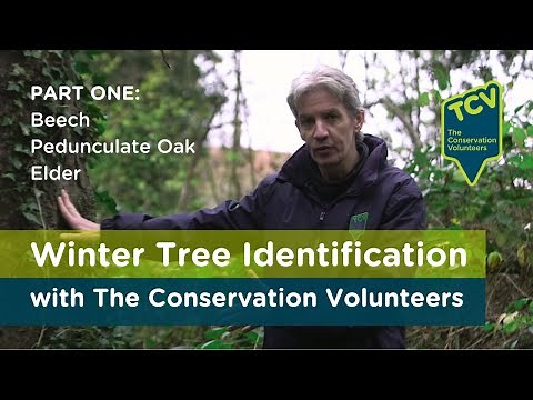 Winter Tree Identification (Part 1)