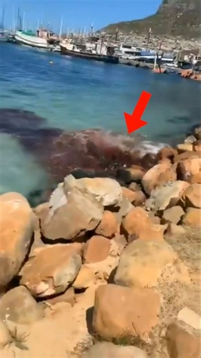 The Tiny Whale You've Never Heard Of!😦🧐 #shots #factsinhindi #facts