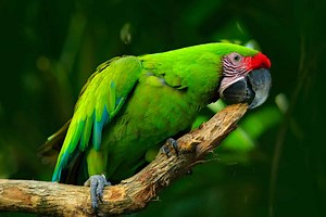 How Do Parrots Talk? Do They Understand What They're Saying?