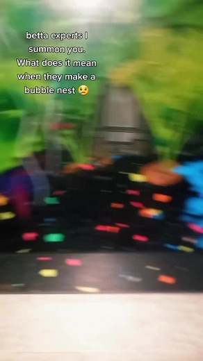 It's a female and I heard only male betta fish make them #fishcare❤️🐠 #fishcare #bettafish #bettafish_indo #bettafishcare #bettafishmalaysia #bubblenest