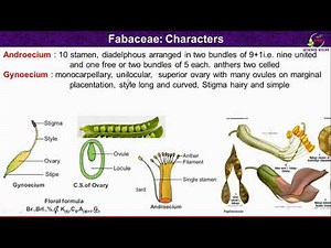 Fabaceae Family Features/Morphological and Floral Characteristics of Fabaceae