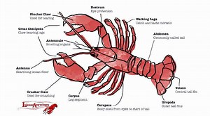 What do lobster antennae do? [2025] | QAQooking.wiki