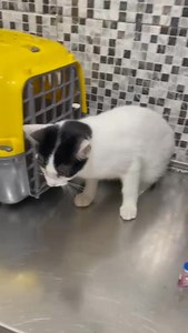 31 reactions · 13 shares | Titios e titias!! BATMAN precisa achar um lar!! Já está testado negativo, já tomou a primeira dose de vacina!! ama um colinho!! Coisa mais doce do mundo!! Quem quer um gatinho mega super hiper fofo? Fala com a Liga!! Rio Casas sem acesso à rua. Aptos telados Se não puder adotar, compartilha? Zap (21) 98545-5648 | LIGA Do Focinho AMIGO | Facebook