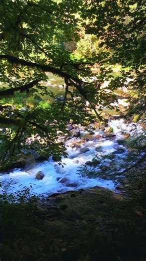 Sparkling through Forest Ledge | Green River Gorge | Washington State #nature #river #forest