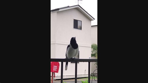 Butcherbird Mimics Other Bird Calls