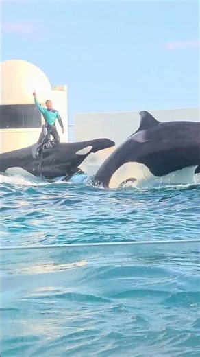 パフォーマンスの〆は姉妹でランディング🐬🐬 #鴨川シーワールド #シャチ #シャチパフォーマンス #orca #dolphin #killerwhales