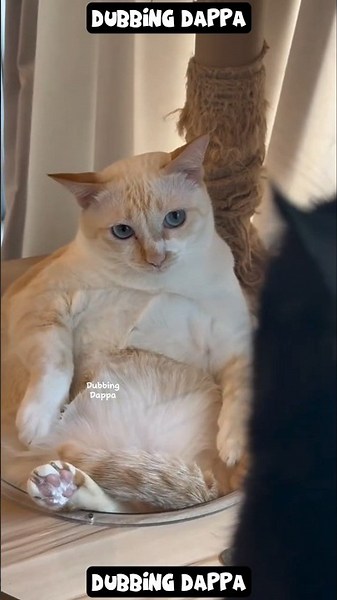 Gundu Kareees 🤣 #funny #cat #shorts #dog #shortsfeed #animals #dubbingdappa #catvideos #dogshorts