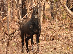 539 reactions · 3 comments | A Handsome #bluebull Nilgai (The largest antelope of Asia) Standing well over 6 Ft tall and weighing, perhaps close to 280 kgs, this handsome male Nilgai came face to face with us during the Morning Safari. Initial curiosity later gave way to caution as it eventually scampered off into the forest, thereafter maintaining a safe distance and continuing to keep a watchful eye on us. | Ratapani Jungle Lodge | Facebook
