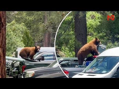 TOP 10 Moments Bears attacks humans caught on camera #41