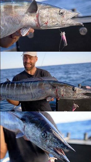 Hook More Wahoo With Ease Using The Reaper Rig