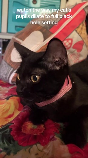 Cat Pupils Dilate: Black Hole Setting Explained