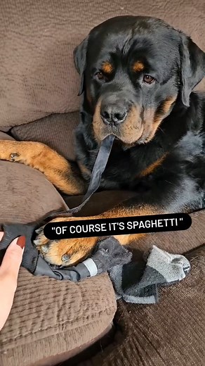 10K views · 417 reactions | What do you mean it's not spaghetti? 類 | Victoria Condon | Facebook