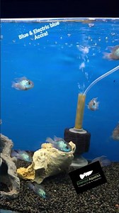 Emerald Aquatics Tropical Fish #fish #tropicalfish #fishtank #aquatics #aquarium