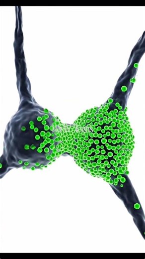🧠 Memory Formation:Synaptic Plasticity in Action #Neuroscience #MemoryFormation #SynapticPlasticity