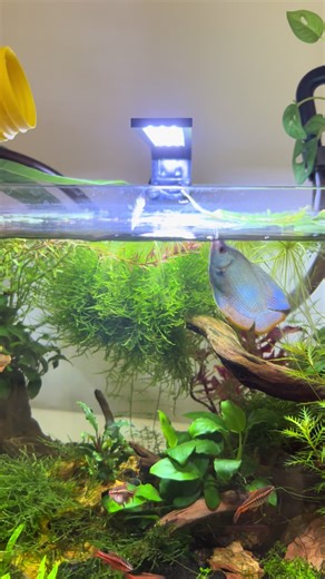 shrimp4ever on TikTok