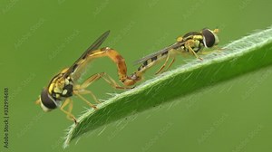 Two Hoverfly, Simosyrphus Grandicornis. Courtship rituals of insects and Mating. View Macro insect in wildlife. Love