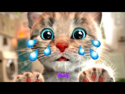 Cute Kitten Little Cat Adventure with MEOW🐱📚Play Fun Pet Care & Preschool Educational game for kids