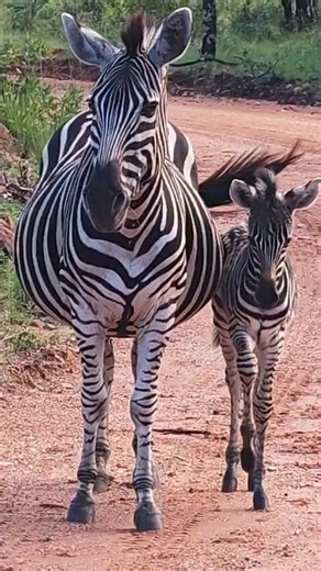 1.2K views · 33 reactions | A moment that captures both the past and...