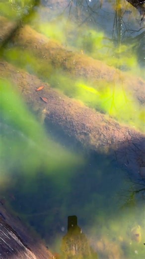 Sinker cypress log jam from the 1800’s. Lost and forgotten to the elements of Mother Nature!