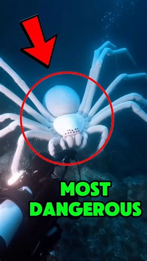 MONSTERS OF THE DEEP SEA