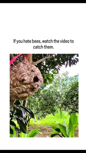 GLOBAL REEL HUB on Instagram: "#The video depicts a gloved individual using a plastic bottle as an improvised vacuum to safely extract wasps from a papery nest on a tree branch, creating suction by placing the bottle's mouth at the entrance and tapping to guide them inside. Although captioned as a bee-catching method, the nest structure and insect morphology confirm wasps—aggressive predators unlike pollinating bees—highlighting a common misidentification that risks unnecessary harm to beneficia