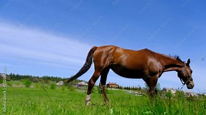 Beautiful horse on a green field. Horse on a green meadow. A horse stands on a field in good weather