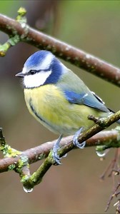160K views · 9.6K reactions | That unmistakable 'tsee-tsee-tsee' call!  Blue tits are one of Britain's most vocal garden visitors, with over 40 different calls in their repertoire. This little chatterbox isn't just making noise - each call has a specific meaning, from warning about predators to coordinating with their flock. Turn your sound on for this one!  | Birdfact | Facebook