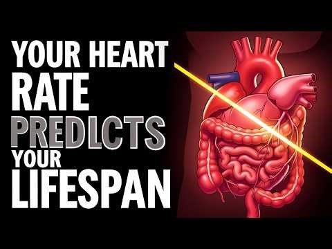 What Your HEART Rate Says About Your Life Expectancy