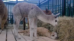 Two cheerful cute little alpacas playing together at agricultural...
