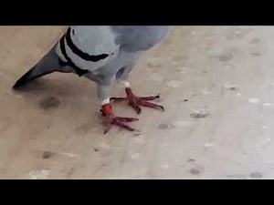 First Pure Jenssen Strain | Racing homer Pigeon