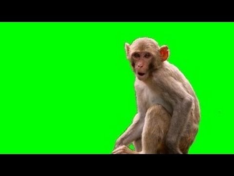 Monkey (live action) 1080p Green Screen